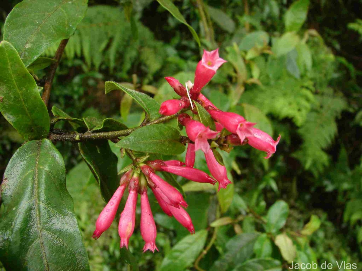 Cestrum elegans (Brongn. ex Neumann) Schltdl.